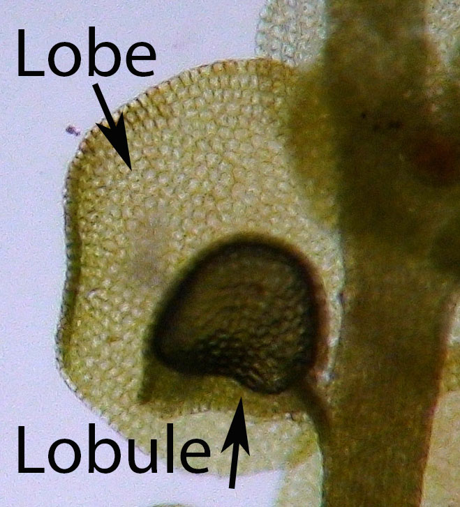 Leaf