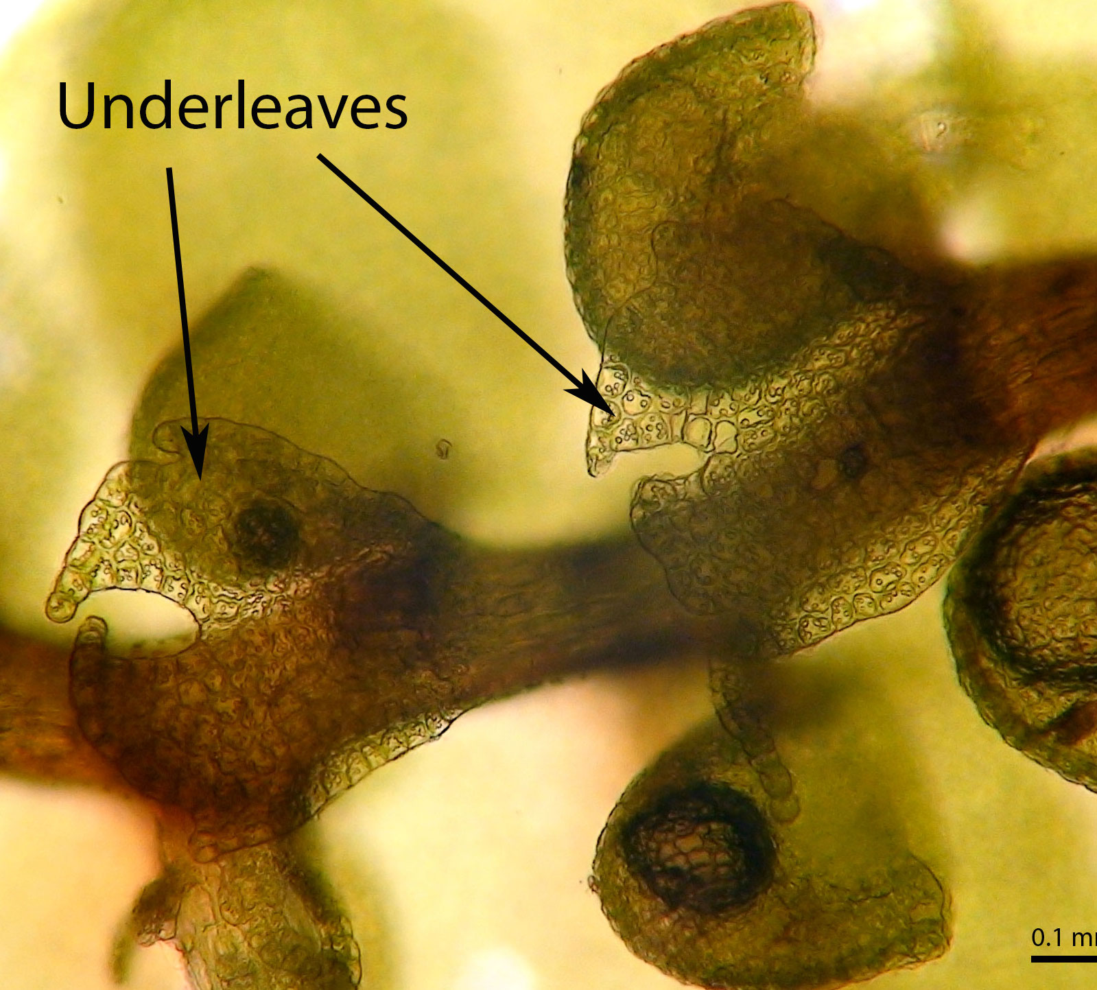 Underleaf